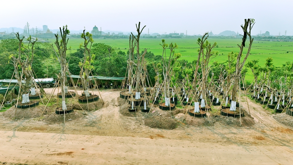 vườn ươm Eco Hoa Lư Ninh Bình (5)