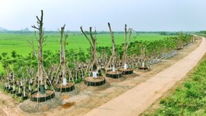 vườn ươm Eco Hoa Lư Ninh Bình (6)