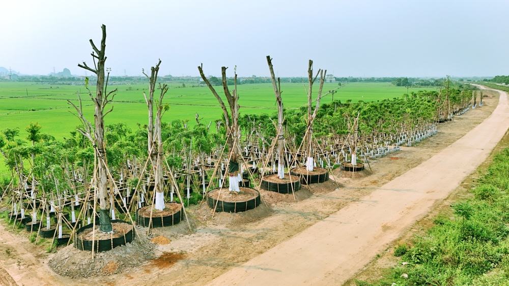 vườn ươm Eco Hoa Lư Ninh Bình (6)